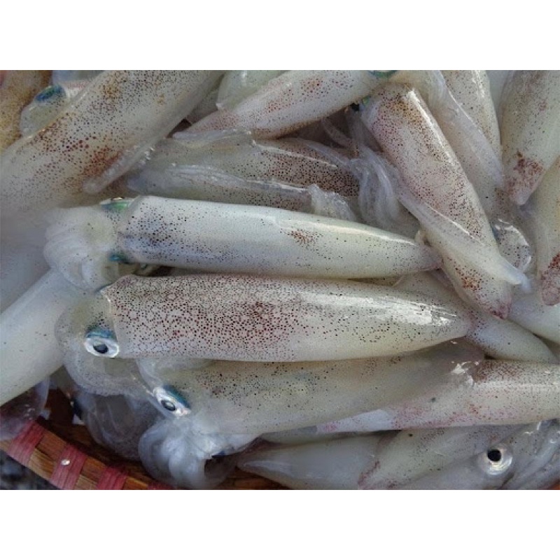 MỰC ỐNG TRỨNG 1KG