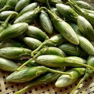 HẠT GIỐNG CÀ DỪA OVAN THÁI LAN