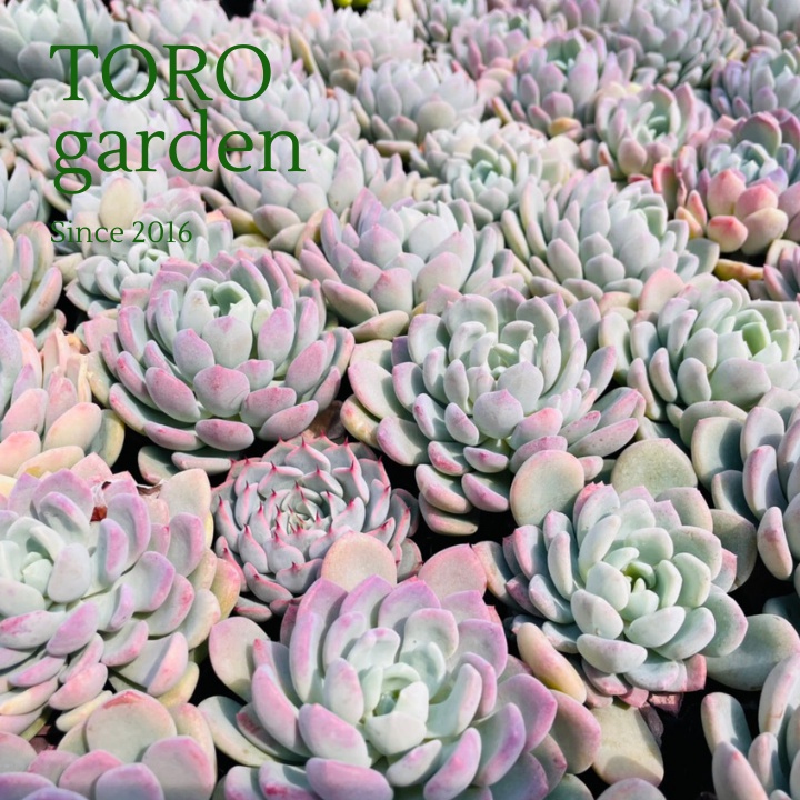 Sen đá ruby trắng Đà Lạt size bé cây cảnh trang trí nhà cửa Toro garden