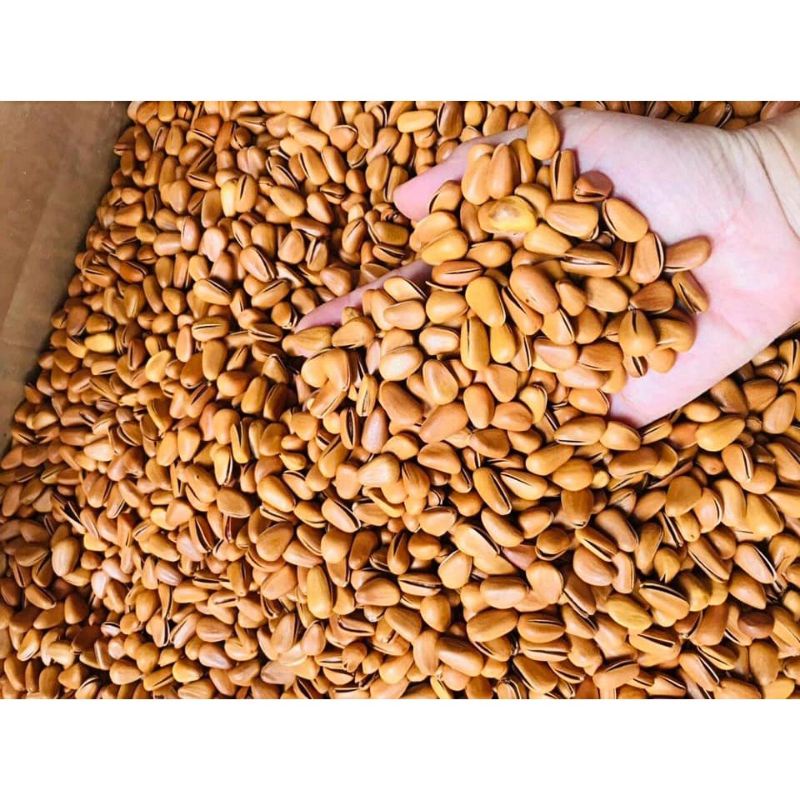 Hạt thông Mỹ sấy chín