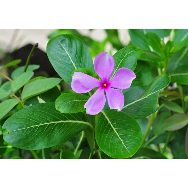 COMBO CHẬU 3 CÂY GIỐNG HOA DỪA CẠN SAI HOA QUANH NĂM