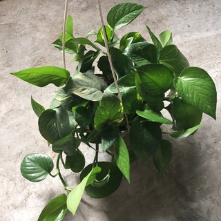 Chậu treo vạn niên thanh