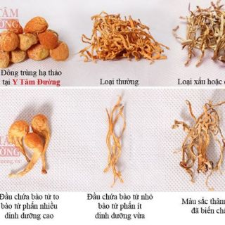 ĐÔNG TRÙNG HẠ THẢO KHÔ - 100GRAM