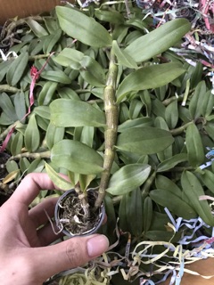 giả hạc gieo hạt 02