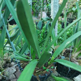 Hoa Lan Kiếm thuần chậu từ 7 - 9 thân