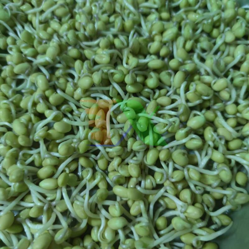 Bộ khung giá Khay trồng rau mầm thủy canh 0KM-3.3, Gồm Giá đỡ, Bình xịt