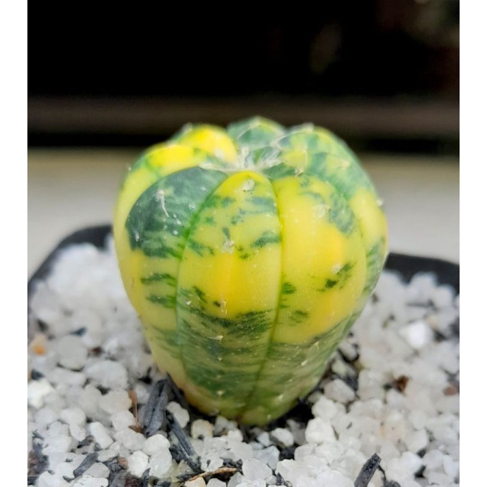 Xương rồng aster lem 2