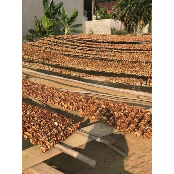 Nấm hương rừng Điện Biên