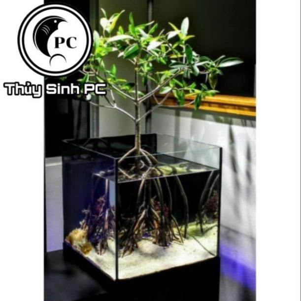 THỦY SINH - ĐƯỚC NƯỚC NGỌT - BÁN CẠN x5