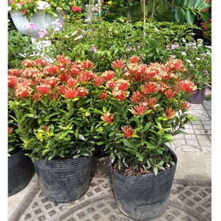 Com bo 2 hoa mẫu đơn đỏ mỹ(hoa trang hồng đỏ), gửi đi nguyên bầu cây giống.