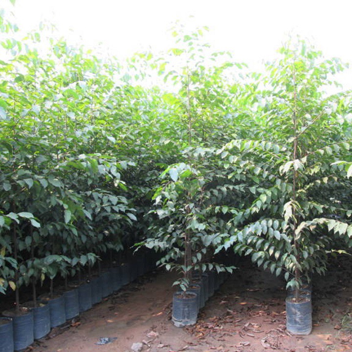 5 Cây sao đen giống