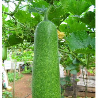 0.2Gr Hạt Giống Bí Đao Chanh Dài