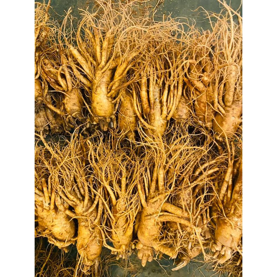Nhân Tâm Tươi 6 năm 149.000/ củ size sâm trung 10 củ/kg Hàn Quốc | BigBuy360 - bigbuy360.vn
