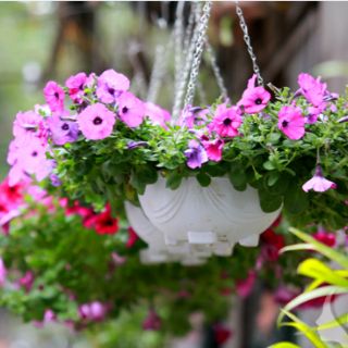 Hạt Giống Dạ Yến Thảo Mix (Petunia Hibrida ) 100 hạt