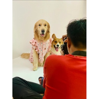 Váy/đầm chó lớn có sẵn