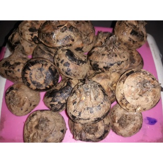 Củ mã thầy - củ năng tươi 1kg ( khách mua sỉ LH giá tốt )