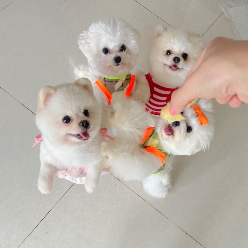 Áo thun mùa hè thú cưng