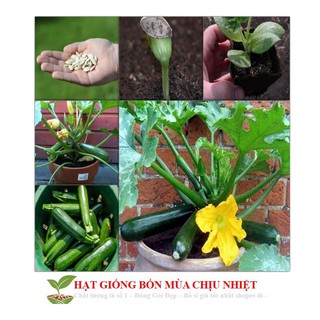 Hạt Giống Bí Ngòi Xanh F1 - 10 hạt luckyseed hạt siêu rẻ