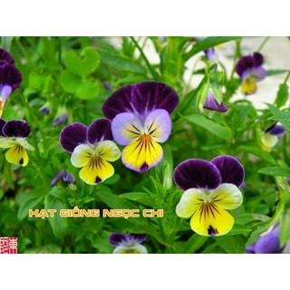 Hạt Giống Hoa Pansy Mix - 100 Hạt