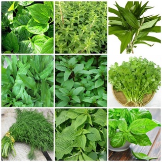 Rau thơm đà lạt các loại - rau củ đà lạt