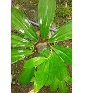 cây mía dò hoa trắng