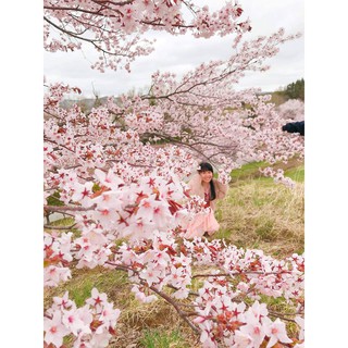 Hạt giống cây hoa Anh Đào