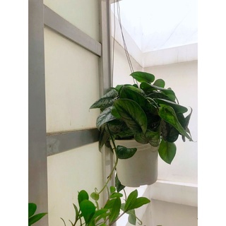 Cây trầu bà lụa