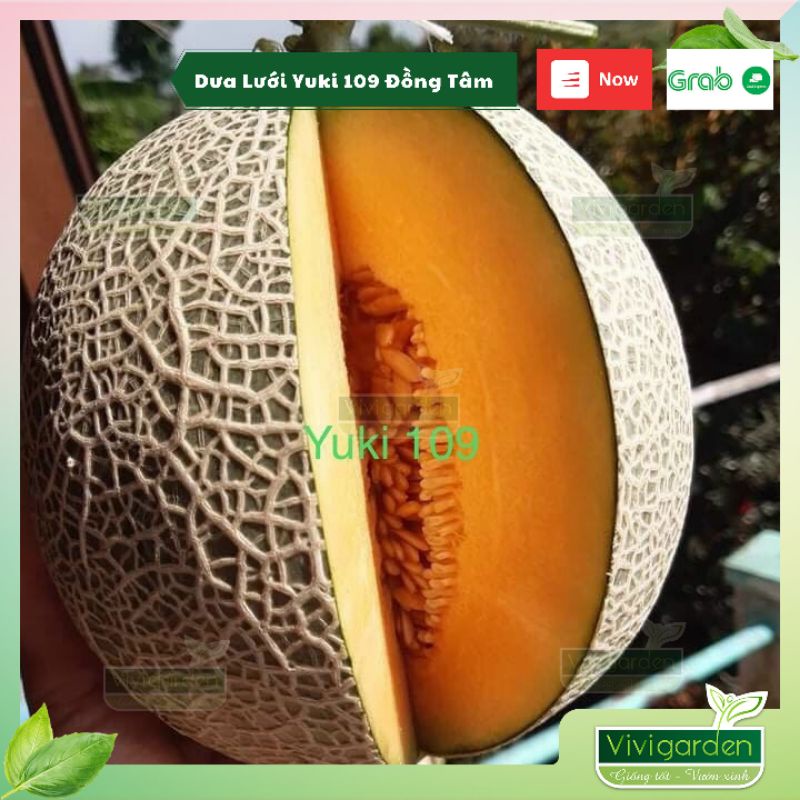 Gói 10 hạt dưa lưới Yuki 109 Đồng Tâm vỏ xanh ruột cam giòn ngọt lưới vân gồ siêu đẹp