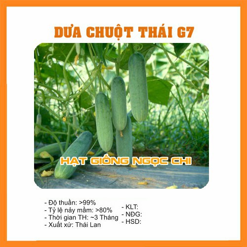 Hạt Giống Dưa Chuột Thái G7 - 10 Hạt