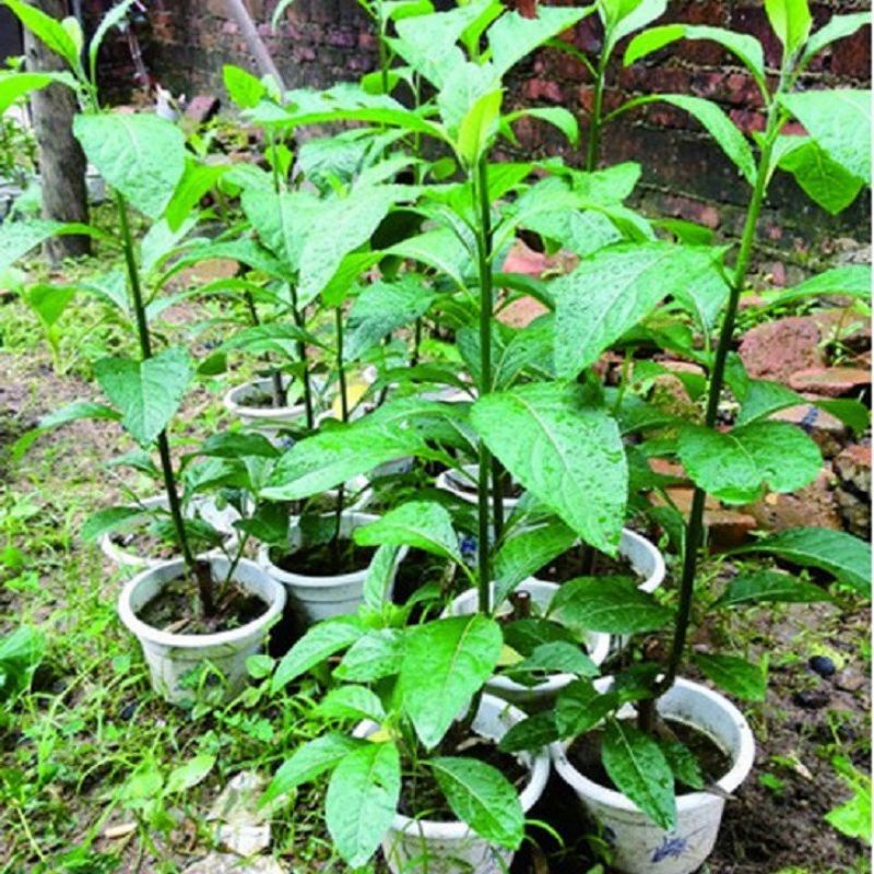 Cây mật gấu - cây giống