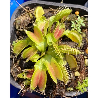 Cây bẫy kẹp - cây bắt ruồi côn trùng ( Venus Flytrap - Dionaea Muscipula ) đã được thuần nắng Việt Nam