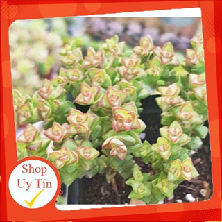 sen đá Xiên thịt lá nhỏ🍏 |FREESHIP| 🔥 XỨ NÓNG, ĐÃ THUẦN KHÍ HẬU, KHOẺ ĐẸP 🍏 LỖI 1 ĐỔI 1