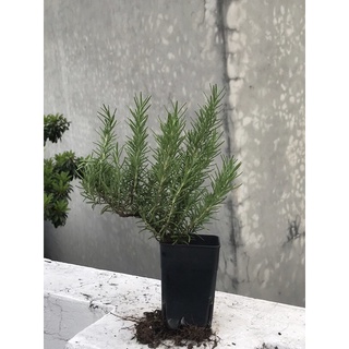 CÂY GIỐNG HƯƠNG THẢO (chỉ gửi miền bắc!)