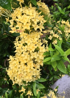 Cây trang vàng tháp siêu bông