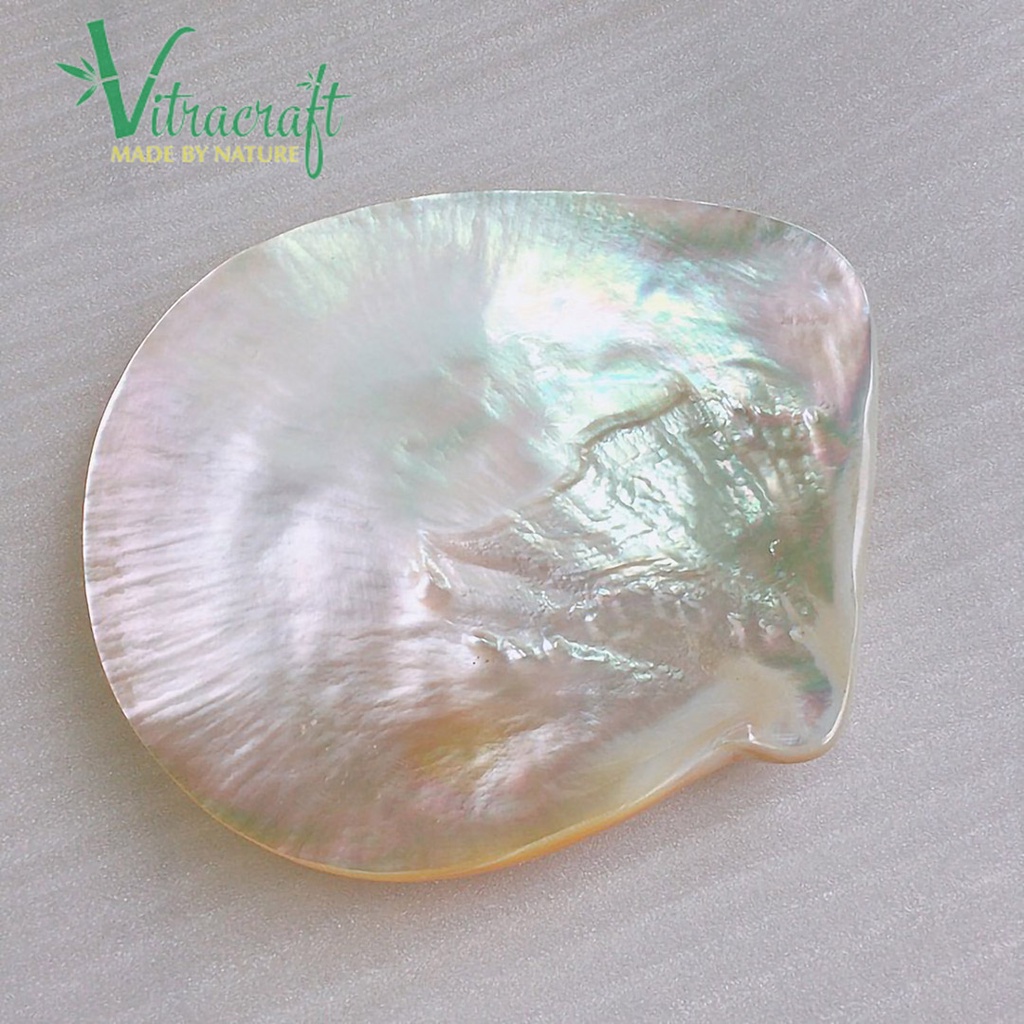 Đĩa xác vàng được mài bóng cả 2 mặt, giữ nguyên hình dạng tự nhiên của vỏ trai Size lớn 12-13cm