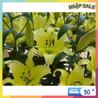 Củ Ly Kép Màu Vàng ( Củ Lý Giống)