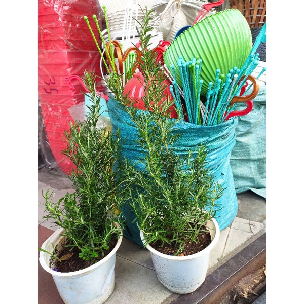 Cây hương thảo - Rosemary cao 40cm (ảnh thật)