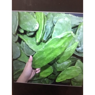 Hộp đựng thức ăn cho rùa xương rồng 500gr