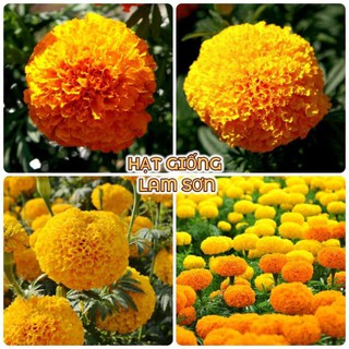 HẠT GIỐNG HOA VẠN THỌ MỸ ( Đủ Màu ) - Loài Hoa Đẹp, Đơn Giản, Nhiều Người Lựa Chọn.
