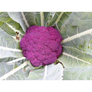 hạt giống súp lơ violet nhật bản