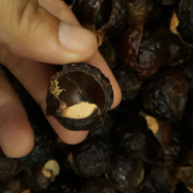 Bồ hòn tách hạt