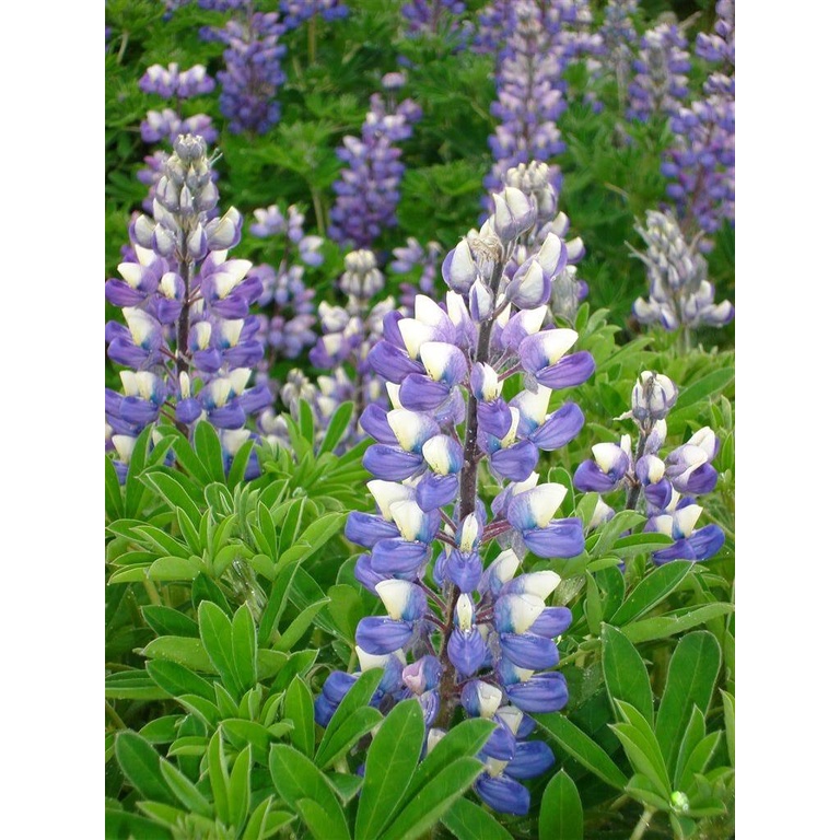 20h Hạt Giống Hoa Đậu Lupin Mix Màu (C3.104| B15*V44)