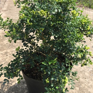 Cây Nguyệt quế thái 2 năm tuổi