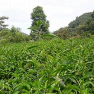 Matcha BB 100g