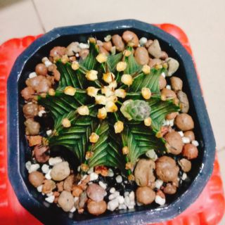 Xương rồng lb