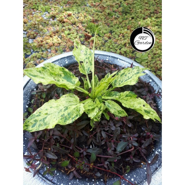 N&T Garden- Lan nước var/ trầu marble queen