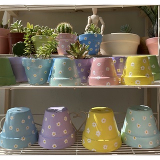 Chậu vẽ thủ công Hoa Daisy. Có ảnh chụp kèm cây cho bạn tham khảo