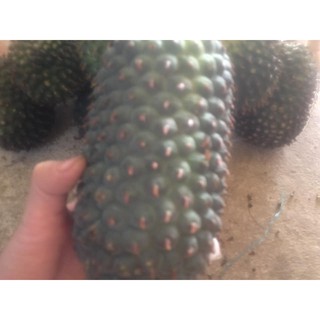 Qủa Dứa rừng tươi Điện Biên, 1kg