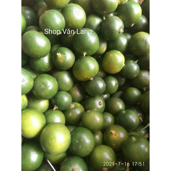 Quất xanh tươi ngon mọng nước túi 500g - ship Hà Nội
