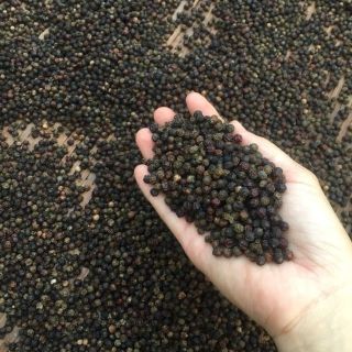 Hạt tiêu đen Dak Lak nhà trồng bịch 500g